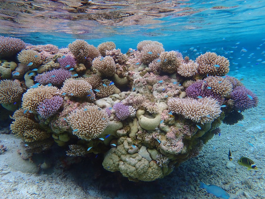海